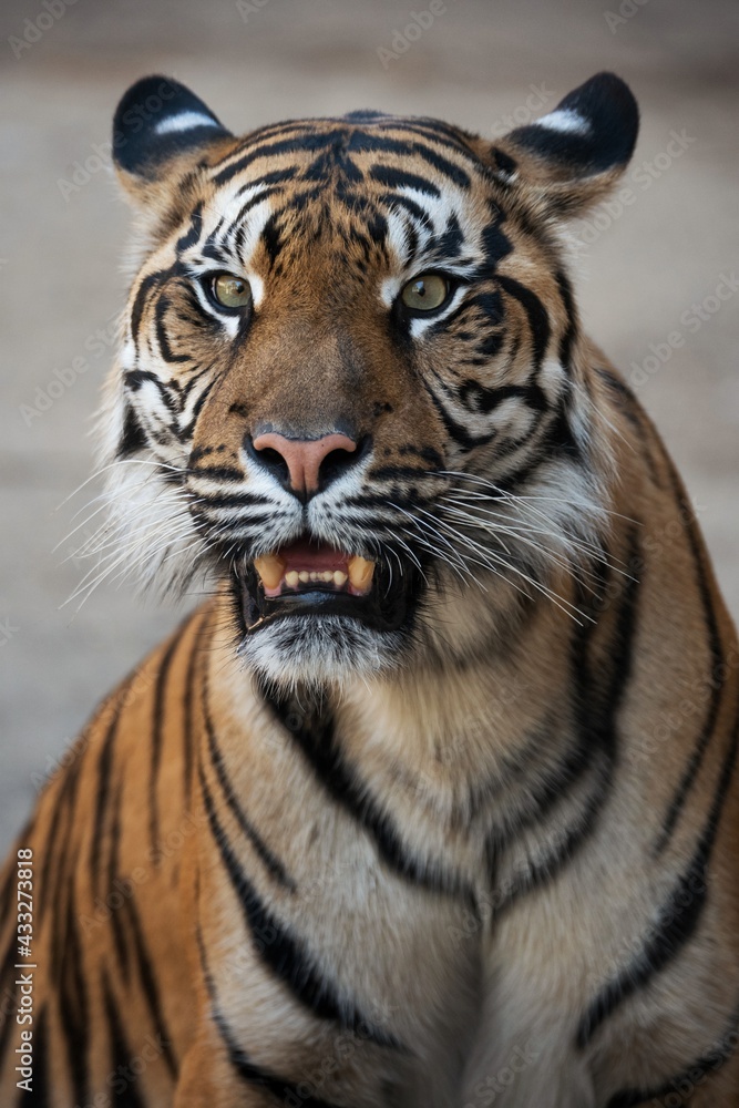Fototapeta premium Sumatran tiger