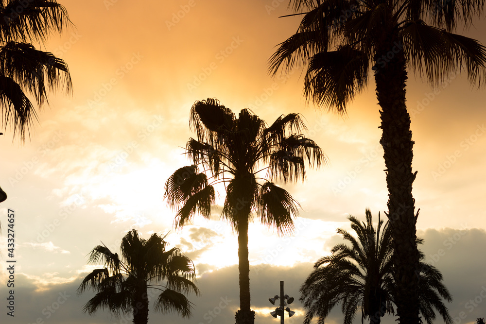 Obraz premium Palm trees sunset golden blue sky backlight