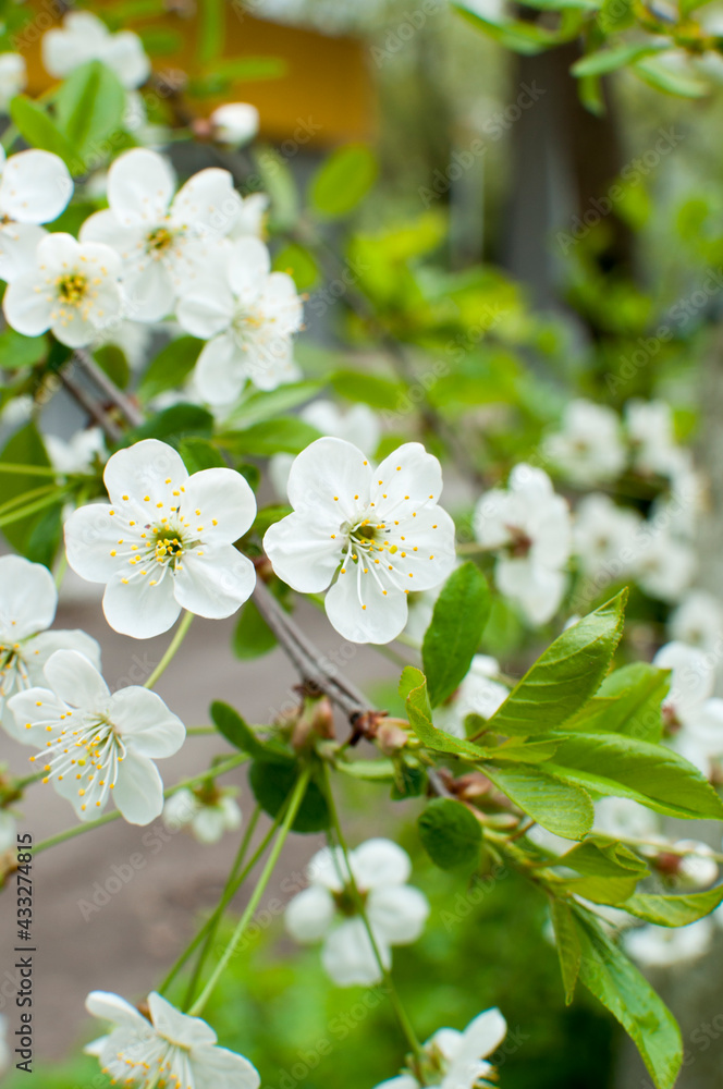 White cherry flowers. Early spring, cherry blossoms on a defocused background. Background, texture, bokeh. White cherry flowers. Early spring, cherry blossoms on a defocused background. Background, texture, bokeh.