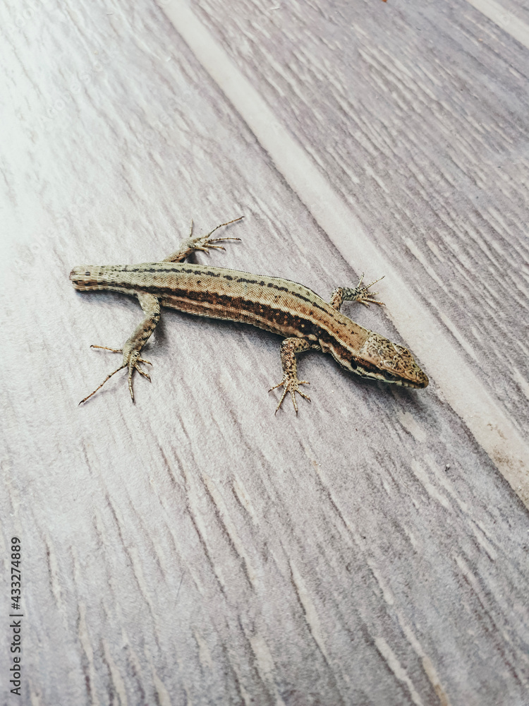 Reptiles french lizard with avocado tones Reptiles french lizard with avocado tones