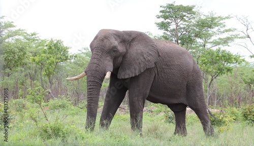 Elephant bull in Zimbabwe 2010.