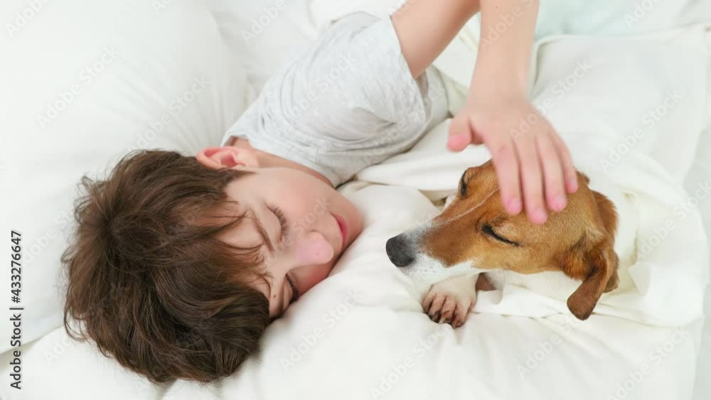 Happy boy hugs dog Jack Russell Terrier smiling in love is lying in bed on white blanket morning. Child dog plays emotionally. Childhood. Pets. Care attention love for pets. Front view. Family concept Happy boy hugs dog Jack Russell Terrier smiling in love is lying in bed on white blanket morning. Child dog plays emotionally. Childhood. Pets. Care attention love for pets. Front view. Family concept