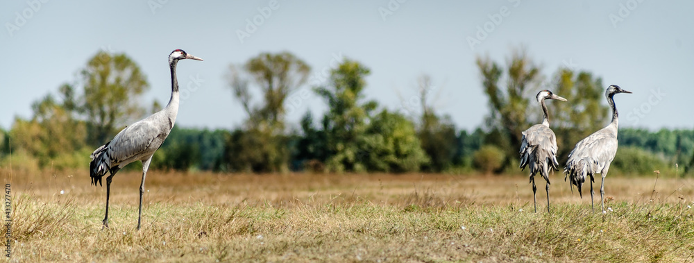 Fototapeta premium A flock of common cranes (Grus grus) in the Hortobágy National Park in Hungary