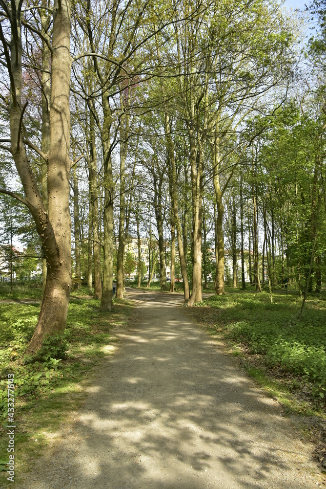 Chemin paisible sous la végétation luxuriante du parc de Laeken au nord de Bruxelles Capitale Région
