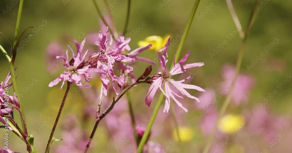 The flowers of the ragged robin, Lychnis flos-cuculi in the grassland