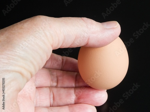 Hand holding a freshly laid hen egg