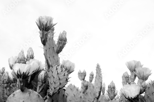 Minimalism black and white opuntia prickly pear cactus with blooms close up.