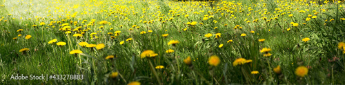field of  yellow dandelions panoramic