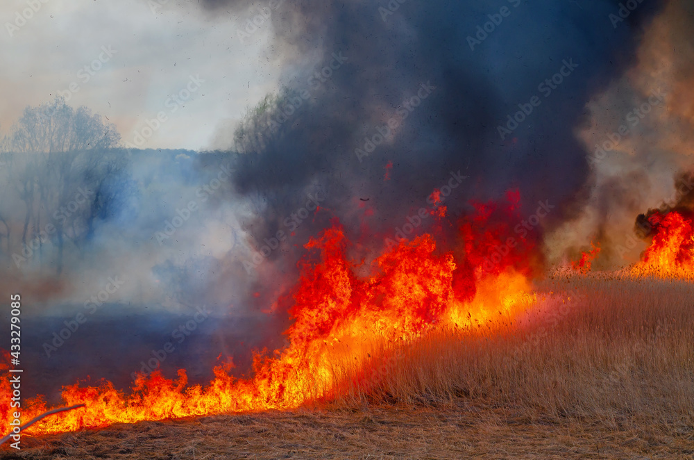 Naklejka premium Raging forest spring fires. Burning dry grass, reed along lake. Grass is burning in meadow. Ecological catastrophy. Fire and smoke destroy all life. Firefighters extinguish Big fire. Lot of smoke