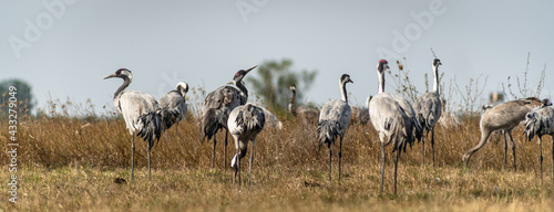 A flock of common cranes (Grus grus) in the Hortobágy National Park in Hungary  © firesalamander