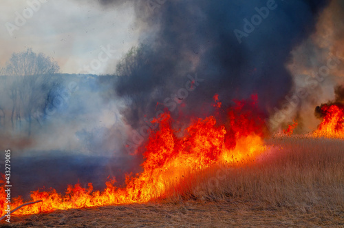Raging forest spring fires. Burning dry grass, reed along lake. Grass is burning in meadow. Ecological catastrophy. Fire and smoke destroy all life. Firefighters extinguish Big fire. Lot of smoke © romankrykh