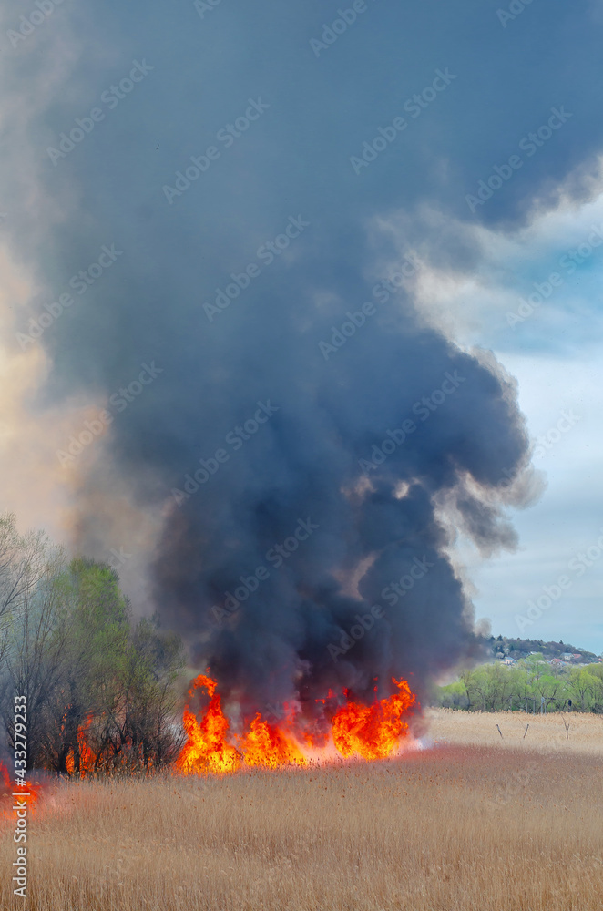 Fire, strong smoke. Burning reed in the swamp. Natural disaster Fire, strong smoke. Burning reed in the swamp. Natural disaster