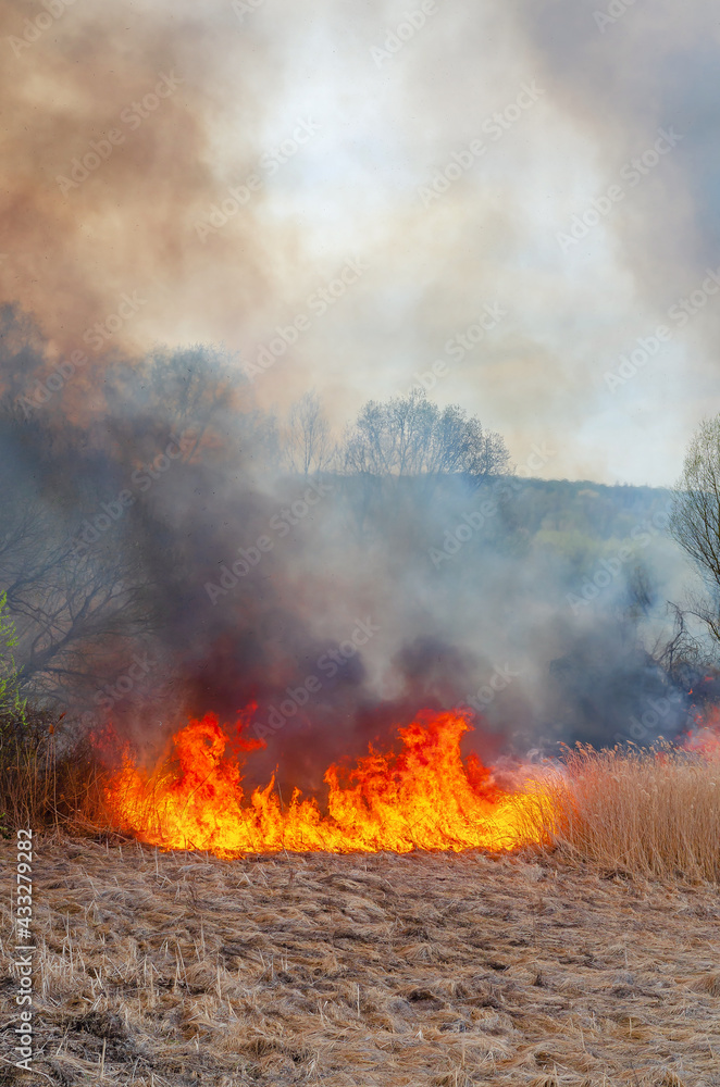Burning dry grass, reed along lake. Grass is burning in meadow. Ecological catastrophy. Fire and smoke