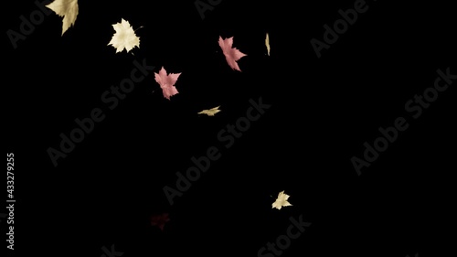 Picture of colorful autumn leaves