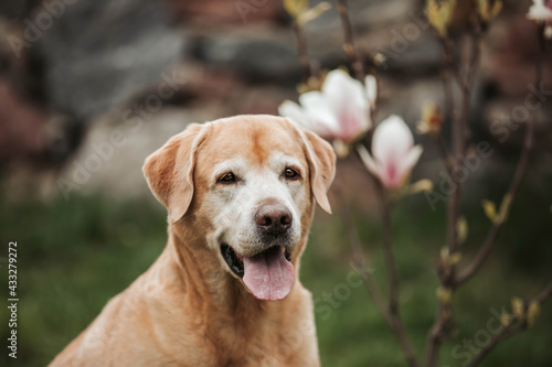 labrador dog portrait in magnolia