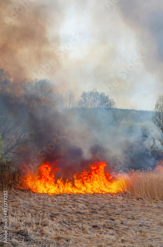 Burning dry grass, reed along lake. Grass is burning in meadow. Ecological catastrophy. Fire and smoke © romankrykh