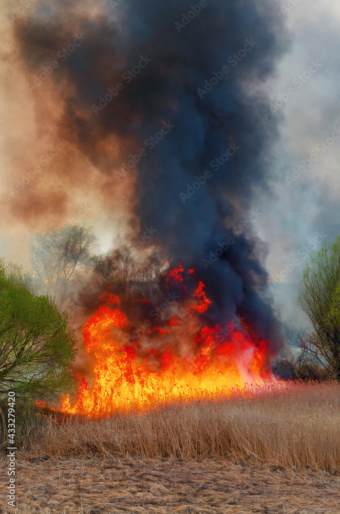 Fire, strong smoke. Burning reed in the swamp. Natural disaster Fire, strong smoke. Burning reed in the swamp. Natural disaster