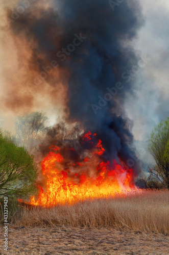 Fire, strong smoke. Burning reed in the swamp. Natural disaster
