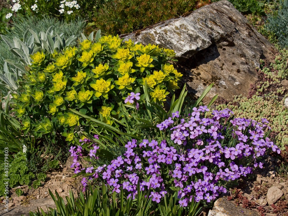 Blooming rock garden in spring, close up
