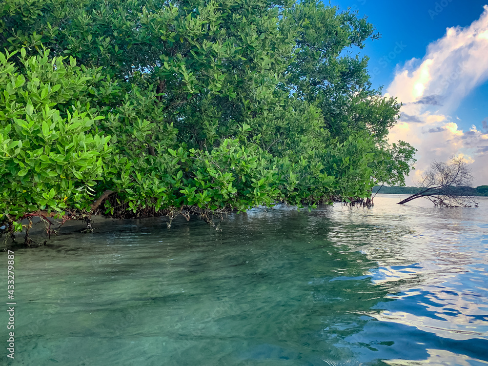 tropical mangrove trees and roots