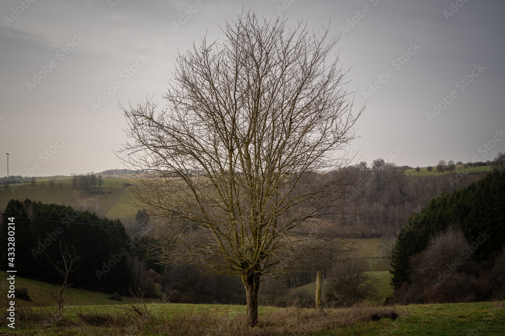 Tree without leaves in misty morning in landscape Tree without leaves in misty morning in landscape