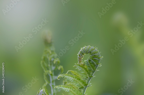 Close up shot of fresh Fern plant © SNEHIT PHOTO