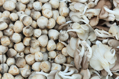 Sajor-caju mushroom and straw mushroom