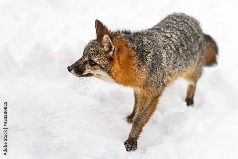Naklejka premium Grey Fox (Urocyon cinereoargenteus) Looks Left Close Winter