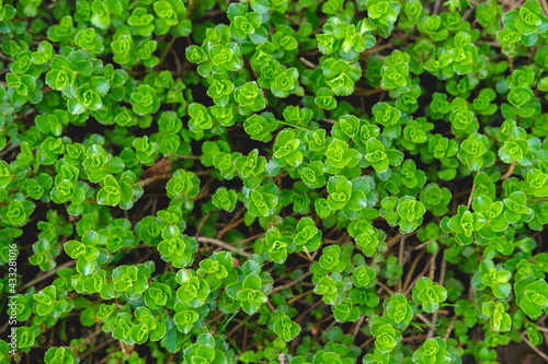 Perennial garden flowers Sedum ordinary. Many green bright small leaves, top view. Beautiful background from plants.