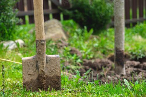 An old and dirty shovel stuck in the ground. Gardening tools on the lawn, and next to it you can see the trunk of an apple tree and boxwood bushes.