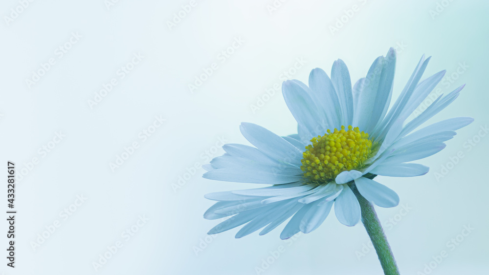 Naklejka premium Blume