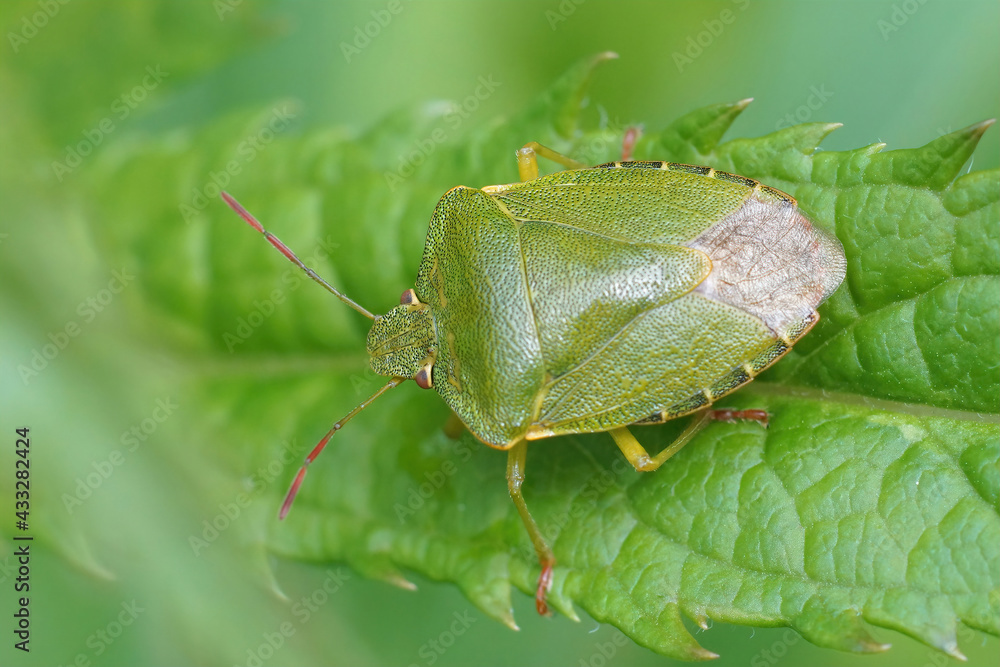 Fototapeta premium Closeup of the green shieldbug , Palomena prasina sitting on a leaf
