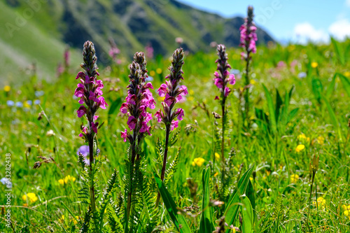 Close up of whorled lousewort (Pedicularis verticillata) blooming on mountain meadow photo