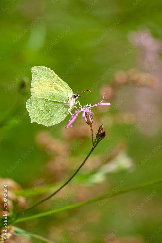 little green butterfly perched on branch little green butterfly perched on branch