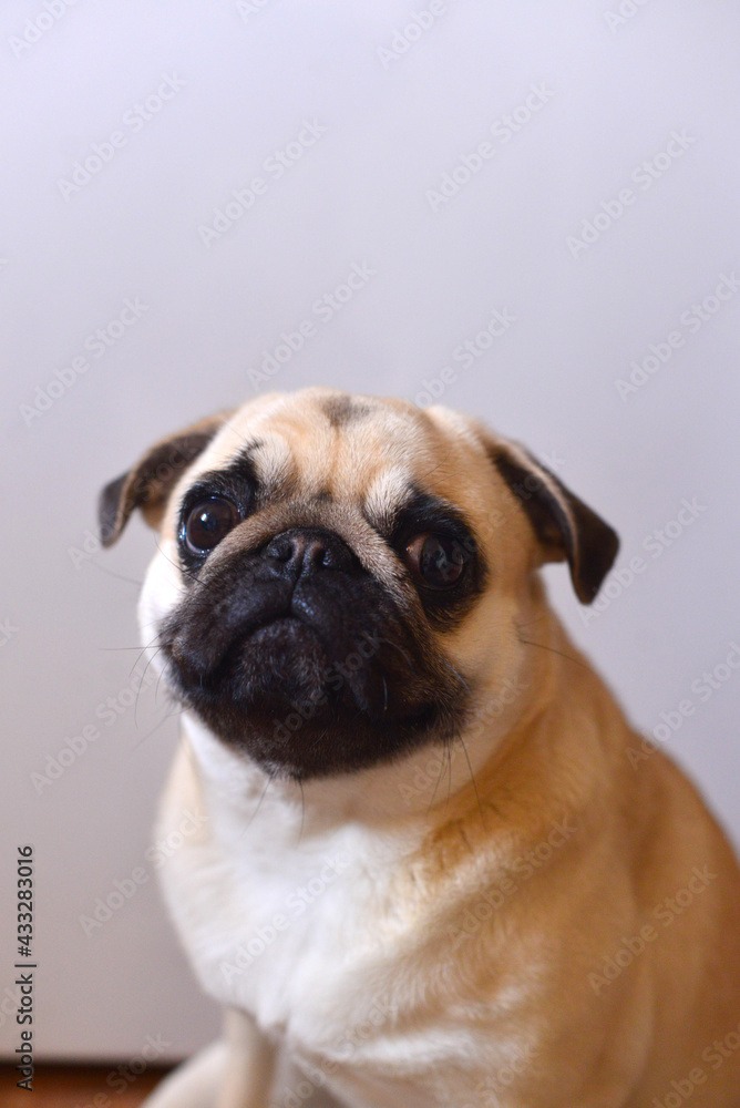 Portrait of mops dog on a white background