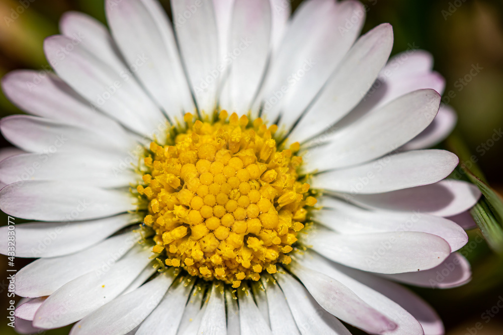 Daisy plant in all its beauty
Daisy plant in all its beauty