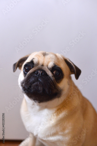 Portrait of mops dog on a white background © pirotehnik
