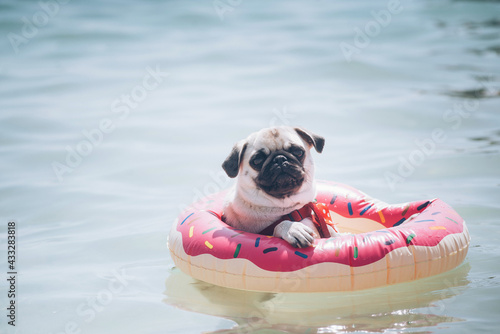 Cute pug floating in a swimming pool with a pink donut ring flotation device