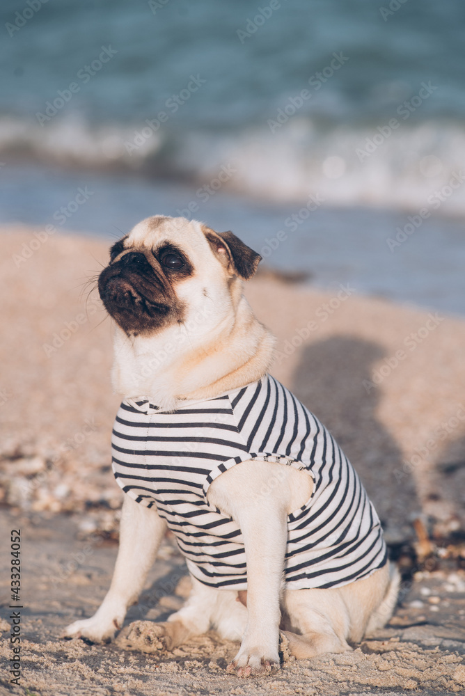 Portrait of a mops dog on the beach