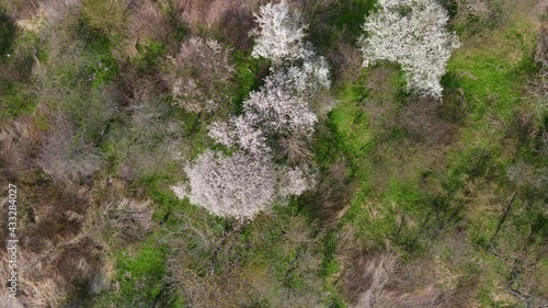 Wallpaper Mural Flowering tree in the forest in early spring. 4k aerial landscape drone video. Blossoming cherry tree. Nature concept Torontodigital.ca