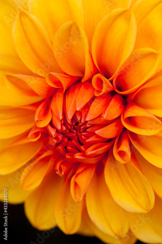 A very bright and colourful orange dahlia seen in close-up