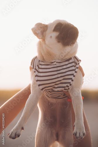 Cute little pug puppy sitting on human hands