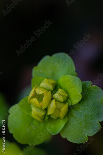 Chrysosplenium alternifolium plant, macro shoot	
 photo