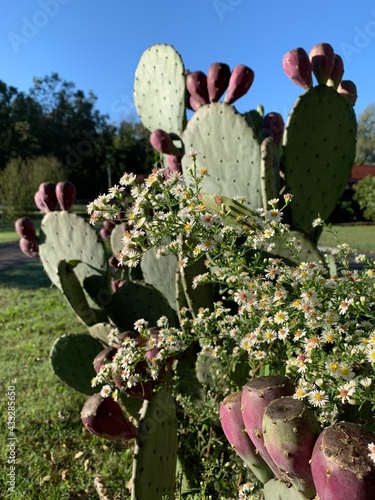 Prickly Pear Cactus with Daisies