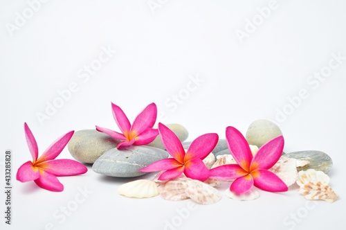 plumeria flowers  temple tree  graveyard tree  frangipani on white background