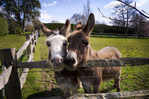 Fototapeta Two cute little donkeys in a field looking over the fence , Sussex, England