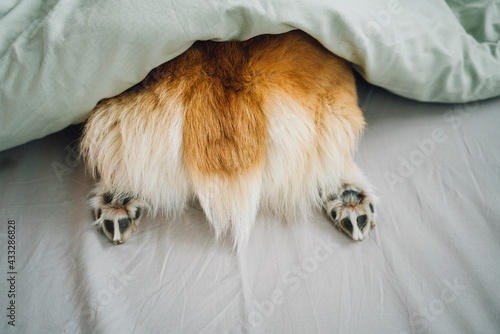 Rear of Corgi dog sticking out of duvet photo