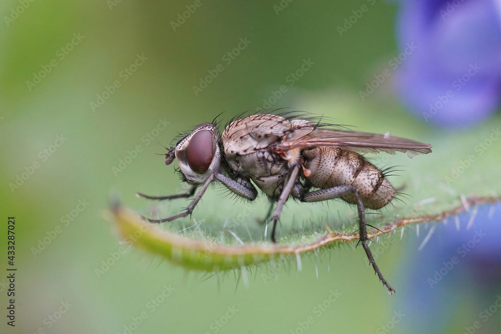 Detailed closeup of a grey colored root maggot fly , Leucophora species, in the garden Detailed closeup of a grey colored root maggot fly , Leucophora species, in the garden