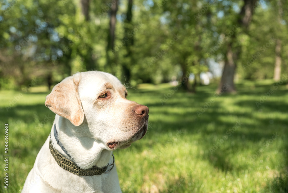 Portrait close up head of a golden Labrador Retriever dog in the park
