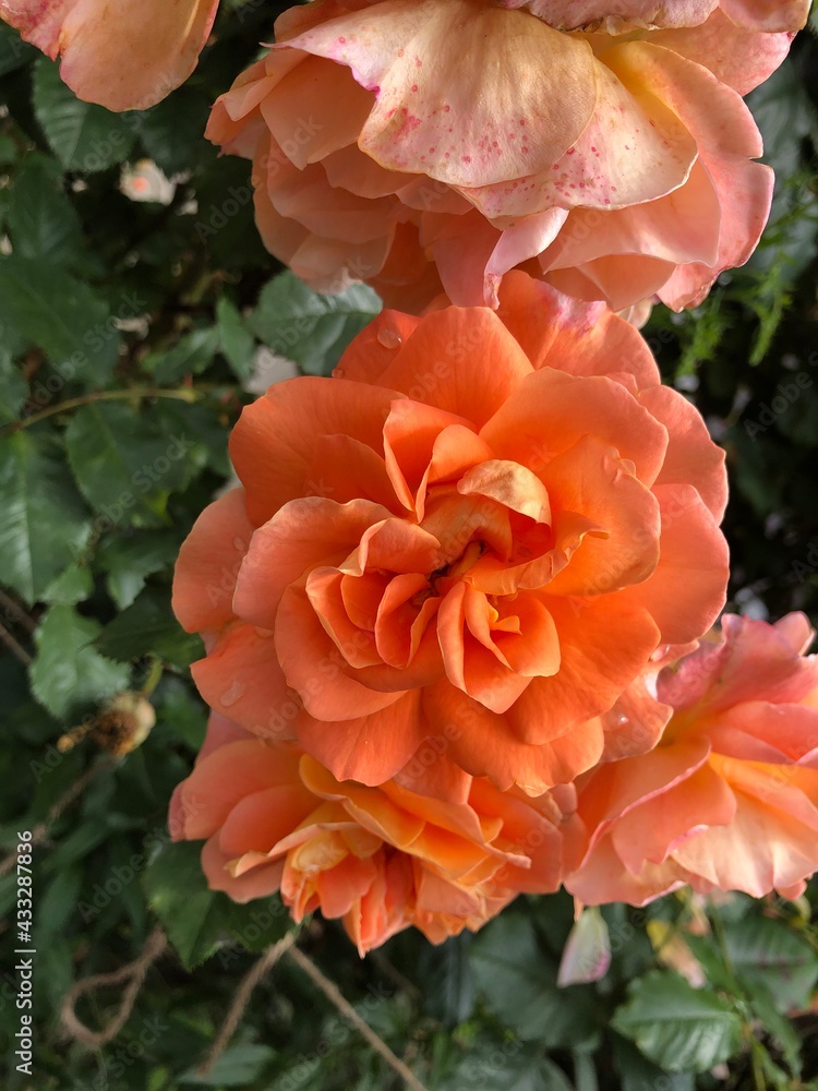 Fototapeta premium orange flower in garden